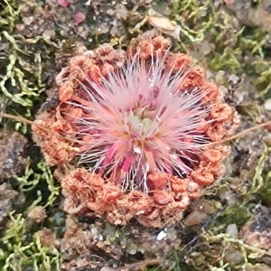 Drosera pygmaea Sydney,..