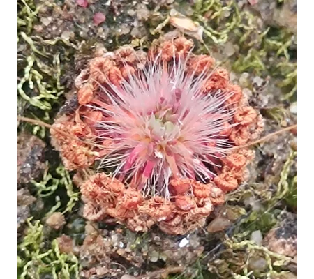 Drosera pygmaea Sydney, 10+ gemmae