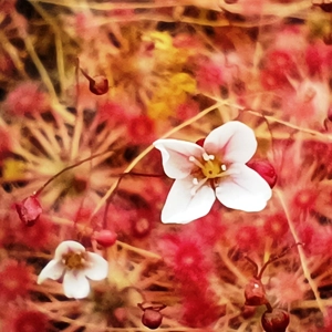 Drosera pygmaea TASMANIA, 10+ gemmae