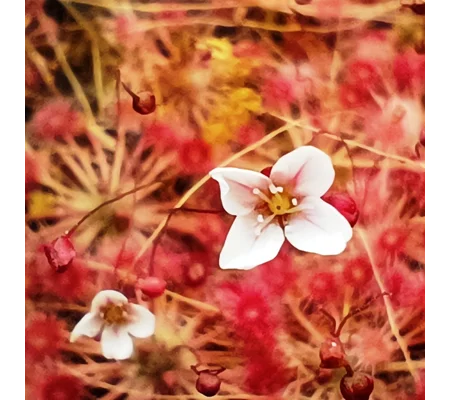 Drosera pygmaea TASMANIA, 10+ gemmae