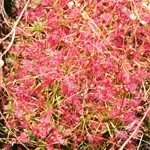 Drosera pygmaea TASMANIA, 10+ gemmae
