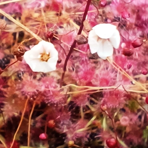Drosera pygmaea Typical, 10+ gemmae
