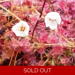 Drosera pygmaea Typical..