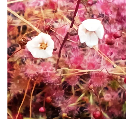 Drosera pygmaea Typical, 10+ gemmae