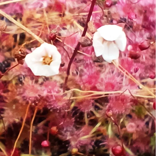 Drosera pygmaea Typical, 10+ gemmae