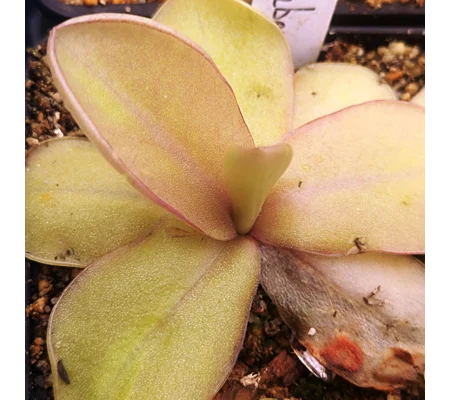 Pinguicula RAZZBERRY BLONDE