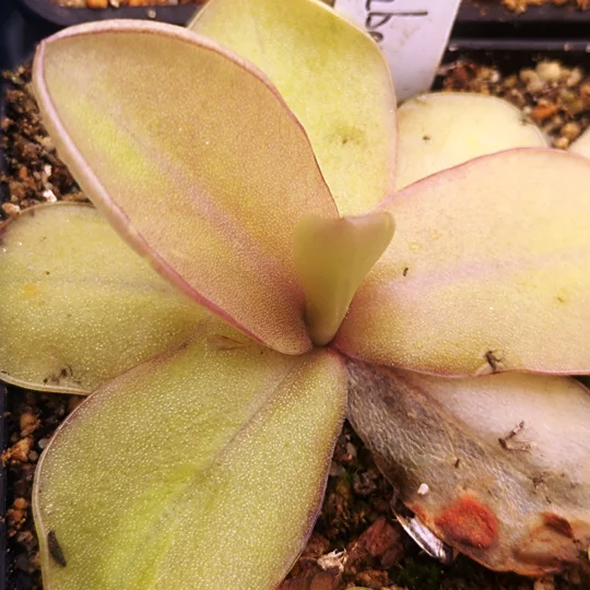 Pinguicula RAZZBERRY BLONDE