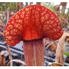 Sarracenia x swaniana 'BARBAPAPA'