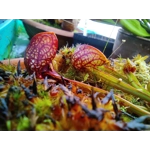 Sarracenia psittacina subsp. psittacina