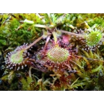 Drosera rotundifolia Pohorje, Slo, 50 SEEDS