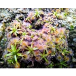 Drosera pulchella, 10+ gemmae