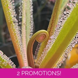 Drosera regia, 10 seeds