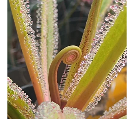Drosera regia, 10 seeds