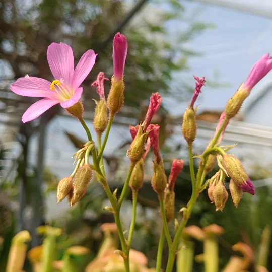 Drosera regia, 10 seeds