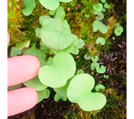 Utricularia reniformis ENFANT TERRIBLE