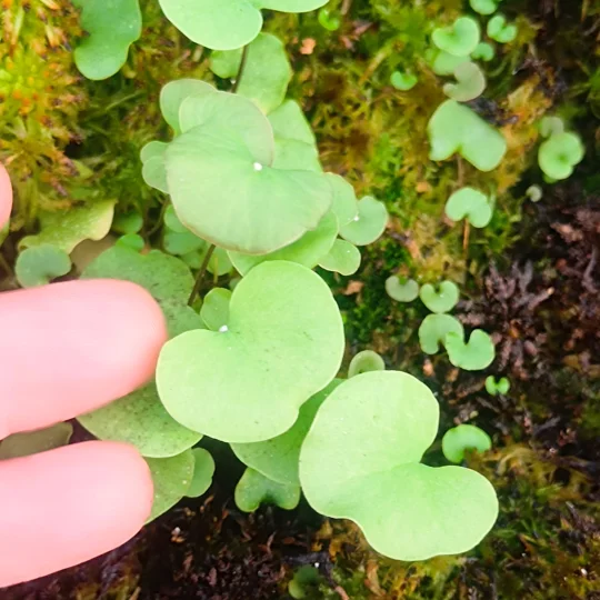 Utricularia reniformis ENFANT TERRIBLE