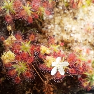 Drosera roseana, 10+ ge..