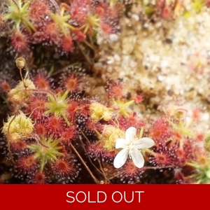 Drosera roseana, 10+ ge..