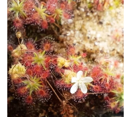 Drosera roseana, 10+ gemmae