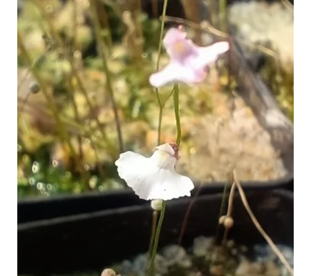 Utricularia rostrata Chapada Diamantina, Bahia, Brazil