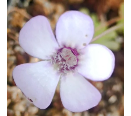 Pinguicula rotundifolia
