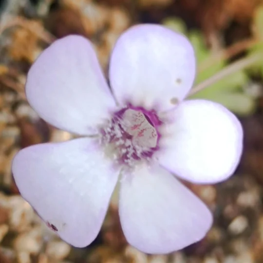 Pinguicula rotundifolia