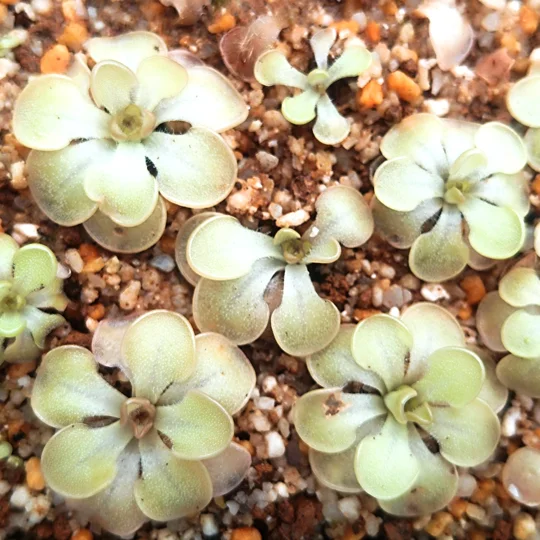 Pinguicula rotundifolia