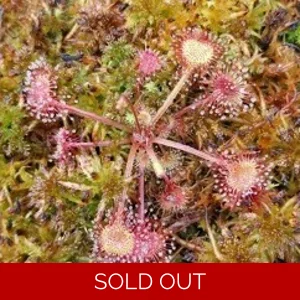 Drosera rotundifolia Po..