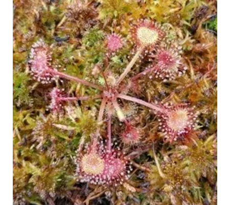 Drosera rotundifolia Pohorje, Slo, 30 SEEDS