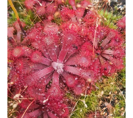 Drosera rubrifolia, Hex River mts., SA, 30 seeds