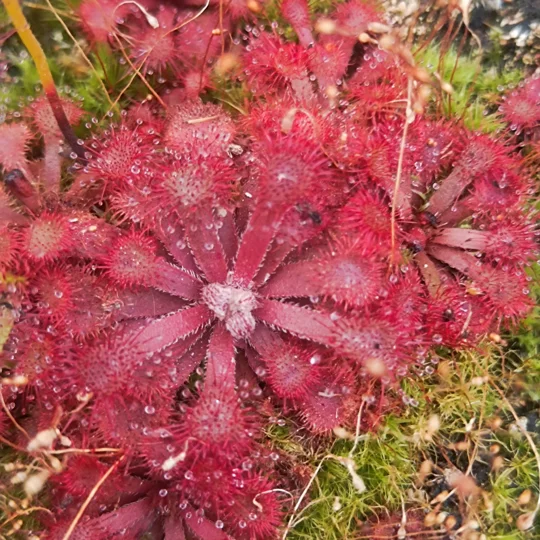 Drosera rubrifolia, Hex River mts., SA, 30 seeds