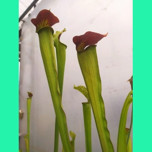 Sarracenia alata var rubriop..