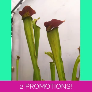 Sarracenia alata var ru..