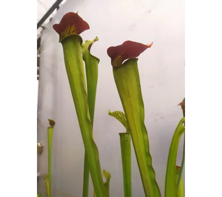 Sarracenia alata var rubrioperculata RED THROAT