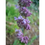 Salvia verticillata, 50 seeds