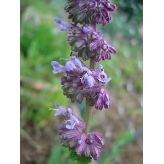 Salvia verticillata, 50 seeds
