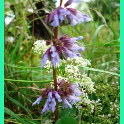 Salvia verticillata, 50 seeds