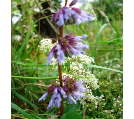 Salvia verticillata, 50 seeds