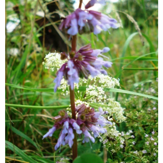 Salvia verticillata, 50 seeds