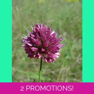Allium sphaerocephalon, 20 s..