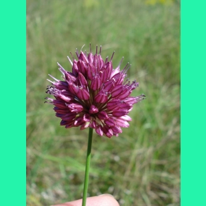 Allium sphaerocephalon, 20 seeds