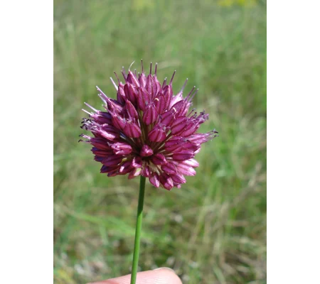 Allium sphaerocephalon, 20 seeds