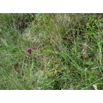 Allium sphaerocephalon, 20 seeds