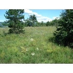 Allium sphaerocephalon, 20 seeds