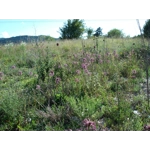 Allium sphaerocephalon, 20 seeds