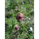 Allium sphaerocephalon, 20 seeds