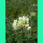 Allium ericetorum, 30 seeds