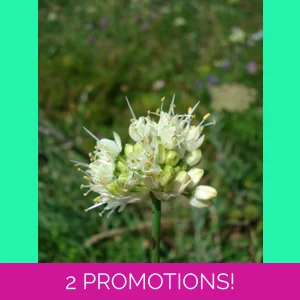 Allium ericetorum, 30 seeds