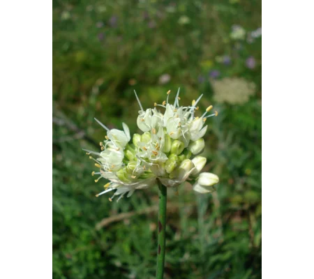 Allium ericetorum, 30 seeds