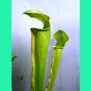 Sarracenia alata var. a..
